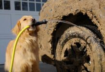 Subaru та Собаки: Статистична Неминуча