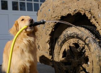 Subaru en honden: een statistische zekerheid